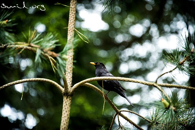 1785 Passerine Common Blackbird, Gothenburg, Sweden Koltrast,♂