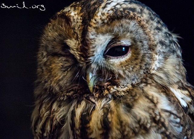6160 Raptor Tawny/Brown Owl, Kungälv, Sweden Kattuggla, Fågelcentralen, (Injured bird)