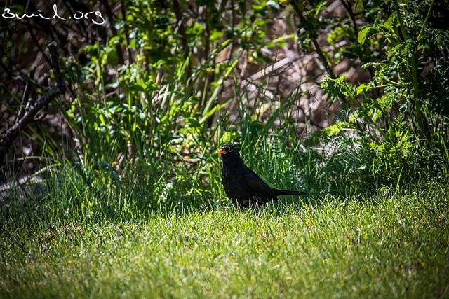 1785 Passerine Common Blackbird, Gothenburg, Sweden Koltrast ♂, Marholmen