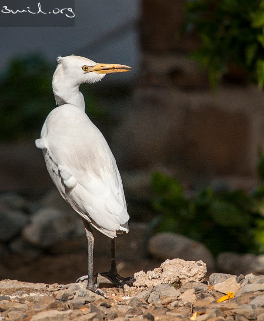 3215 Heron Great Egret, Red Sea, Egypt