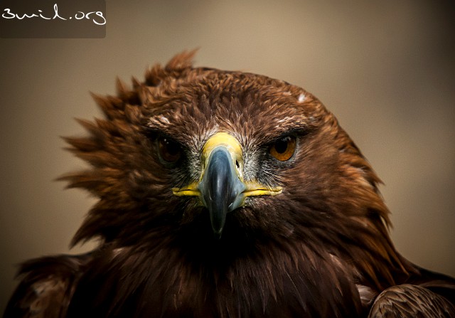 6400 Raptor Golden Eagle, Kungsörn, Tjeckien, Czech Republic