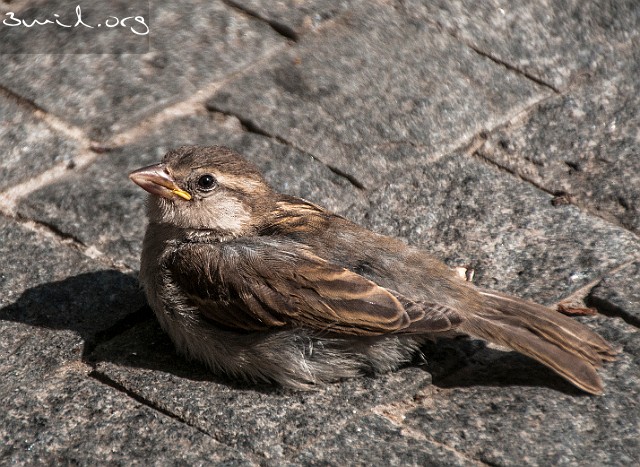 1485 Passerine House Sparrow, chick, Bratislava, Slovakia Gråsparv