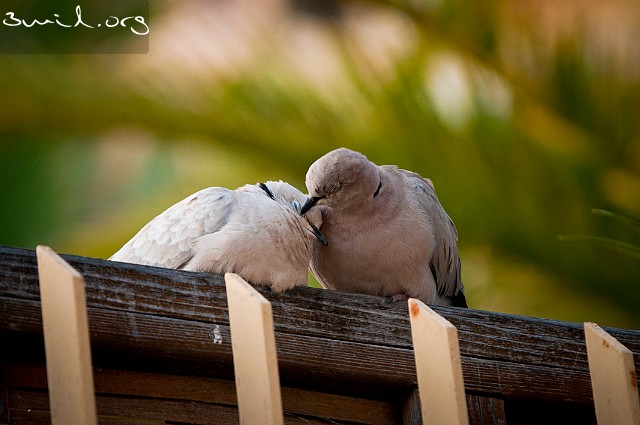 2030 Dove Eurasian Collared Dove, Gran Canaria, Canary Islands Turkduva