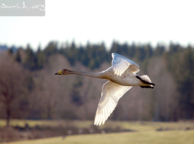 4225 Duck Whooper Swan, Lake Hornborga, Sweden Sångsvan, Hornborgasjön