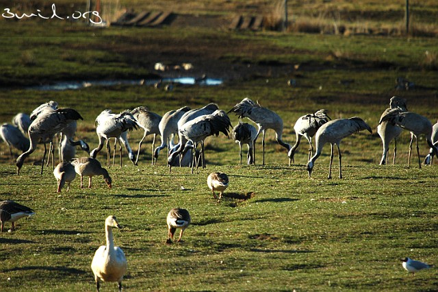 2080 Crane Common Crane, Lake Hornborga, Sweden Tranor, Hornborgasjön Greylag Goose, Whooper Swan, Black-headed Gull