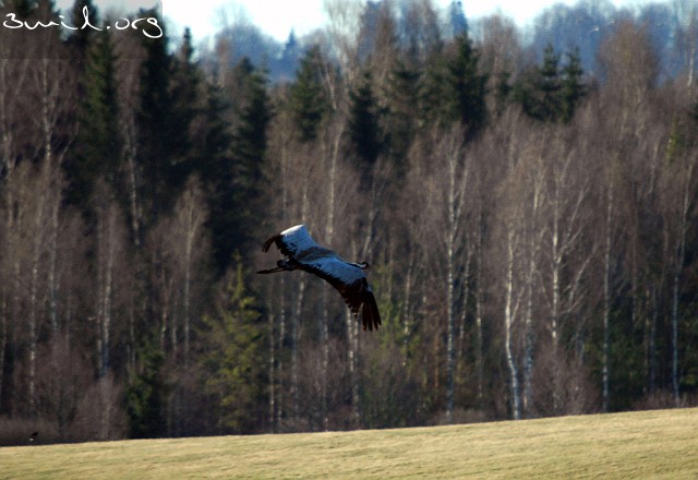 2080 Crane Common Crane, Lake Hornborga, Sweden Trana, Hornborgasjön