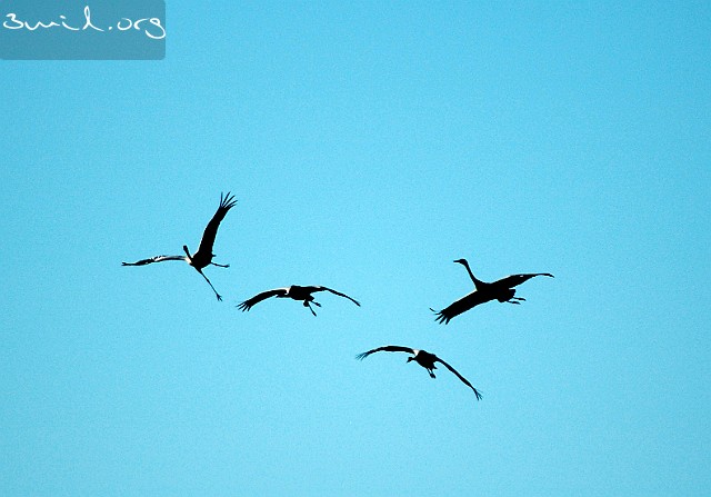 2080 Crane Common Crane, Lake Hornborga, Sweden Tranor, Hornborgasjön