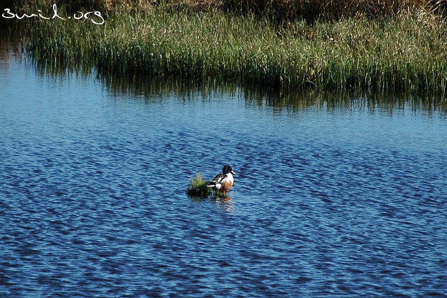 4125 Duck Northern Shoveler, Sweden ♂ Skedand, Lake Hornborga