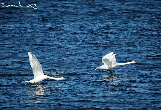 4230 Duck Mute Swan, Lake Hornborga, Sweden Knölsvan, Hornborgasjön