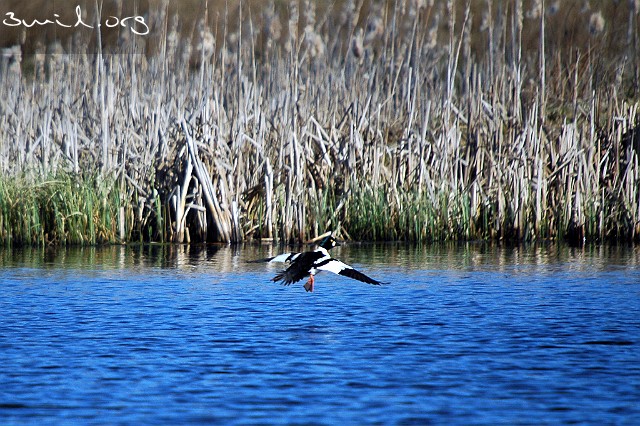 4140 Duck Common Goldeneye, Sweden ♂ Knipa, Lake Hornborga