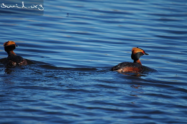 4020 Duck Horned Grebe, Lake Hornborga, Sweden Svarthakedopping, Hornborgasjön