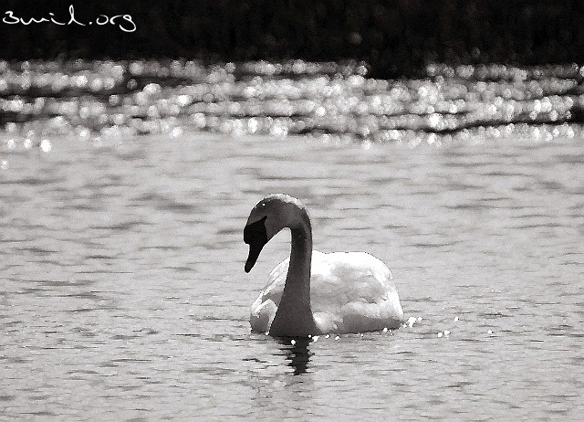 4230 Duck Mute Swan, Lake Hornborga, Sweden Knölsvan, Hornborgasjön