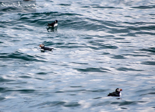 5120 Gull Common Murre + Puffins, Iceland Sillgrissla + Lunnefåglar, Island