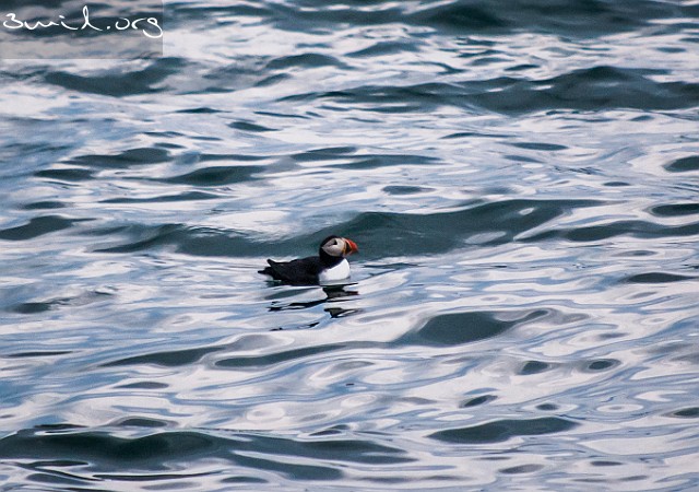 5120 Gull Puffin, Iceland Lunnefågel, Island
