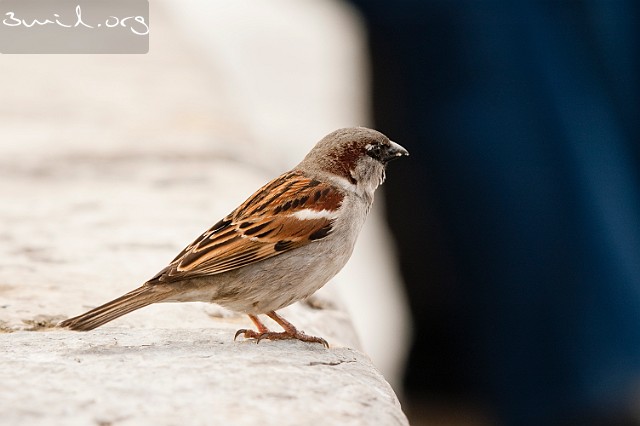 1485 Passerine House Sparrow, Portugal Gråsparv