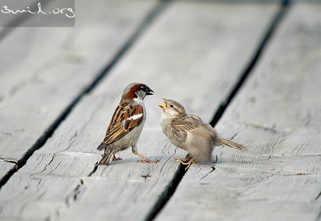 1485 Passerine House Sparrow male feeding the chick, Sweden Gråsparv