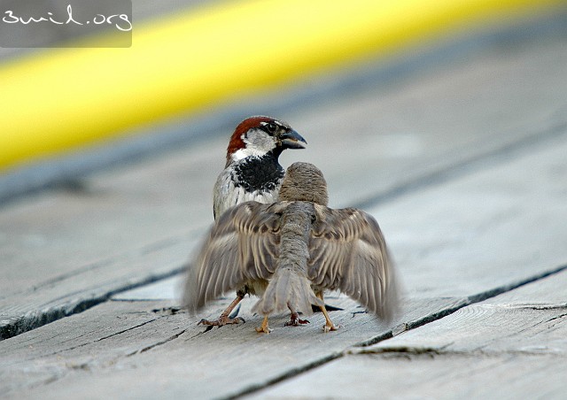 1485 Passerine House Sparrow male feeding the chick, Sweden Gråsparv