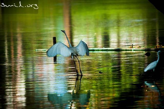 3220 Heron Great Egret, Colombo, Sri Lanka Ägretthäger