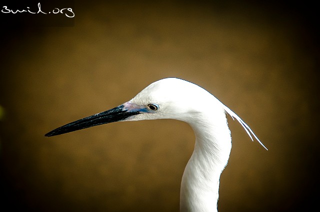 3210 Heron Little Egret, Sri Lanka Silkeshäger