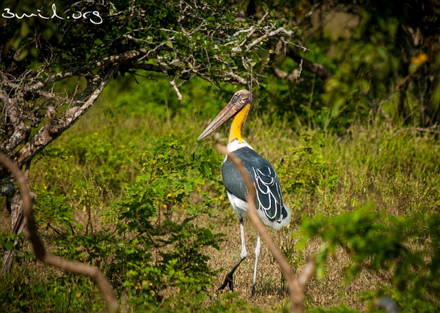 3238 Heron Lesser Adjutant, Stork, Adjutantstork, Sri Lanka