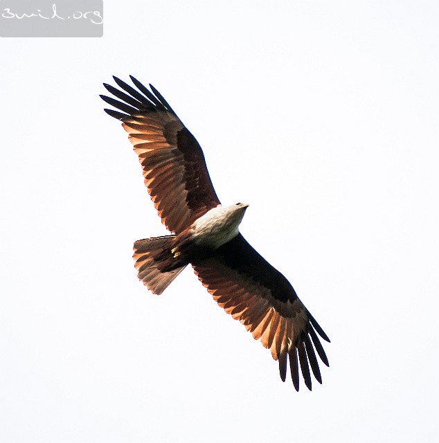 6420 Raptor Brahminy Kite, Red-Backed Sea-Eagle, Matara, Sri Lanka