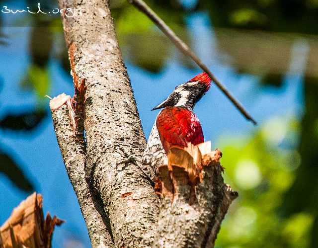 1951 Picidae Black-rumped Flameback, Red-Backed Woodpecker, Sri Lanka