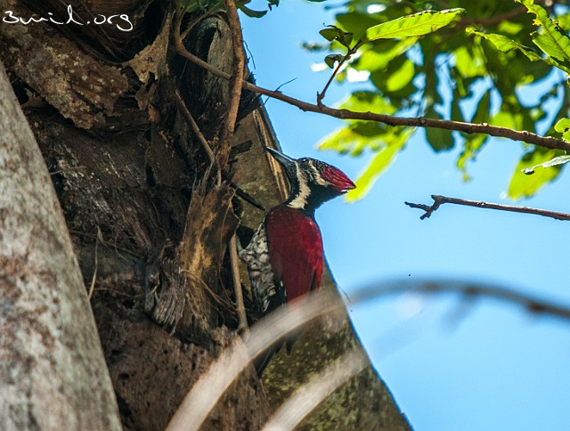 1951 Picidae Black-rumped Flameback, Red-Backed Woodpecker, Sri Lanka
