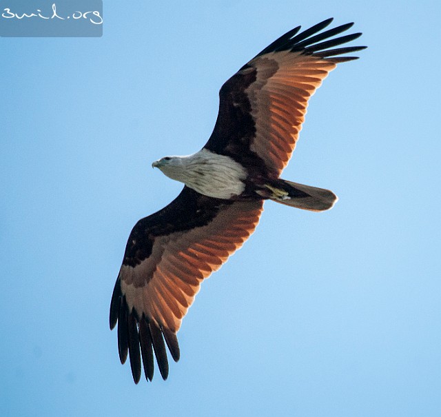 6420 Raptor Red-Backed Sea-Eagle, Brahminy Kite, Matara, Sri Lanka