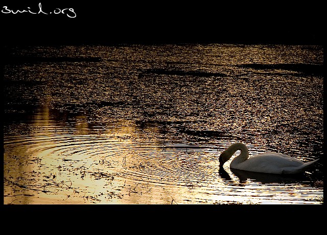 4230 Duck Mute Swan, Sankt Jörgen Park, Sweden Knölsvan
