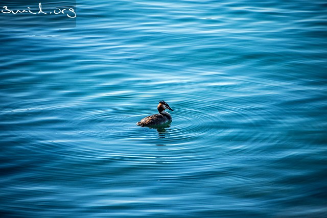 4030 Duck Great crested Grebe, Lake Geneva, Switzerland Skäggdopping, Genèvesjön