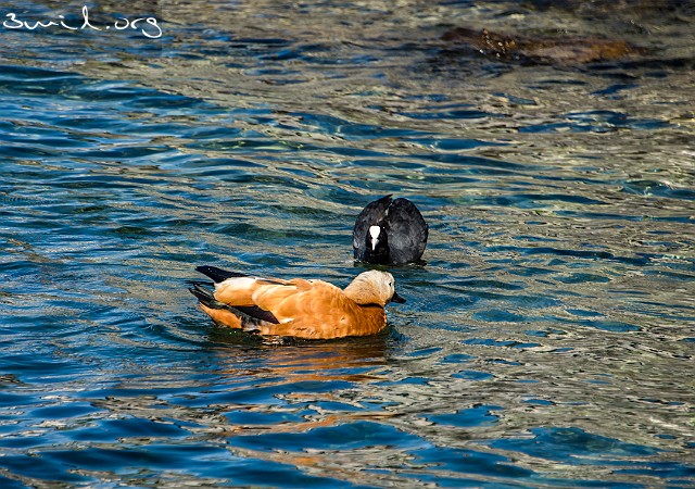 4127 Duck Ruddy Shelduck (L)-Eurasian Coot (R) Lake Geneva, Switzerland Rostand ♂(L), Sothöna (H), Genèvesjön