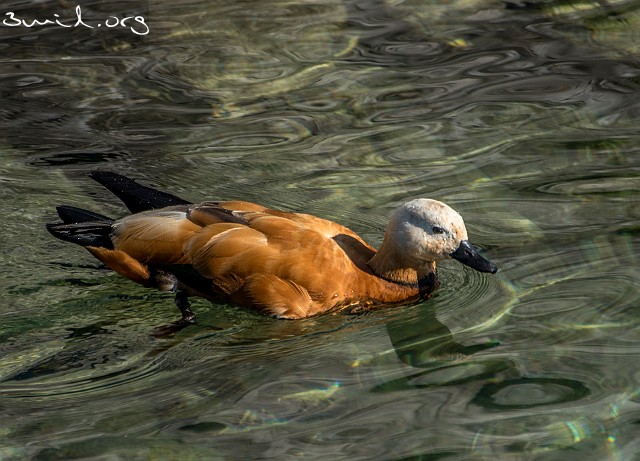 4127 Duck Ruddy Shelduck, Lake Geneva, Switzerland Rostand ♂, Genèvesjön