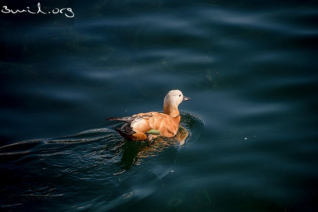 4127 Duck Ruddy Shelduck, Lake Geneva, Switzerland Rostand ♂, Genèvesjön