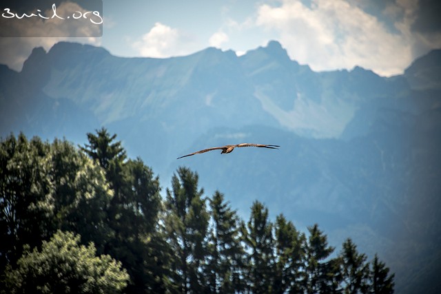 6360 Raptor Red Kite, Lavaux, Switzerland Röd Glada,