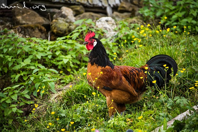 2095 Rooster Rooster, Tupp, Flums, Switzerland