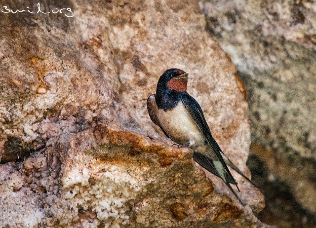 1420 Passerine European Barn Swallow, Kaklik Cave, Turkey Ladusvala