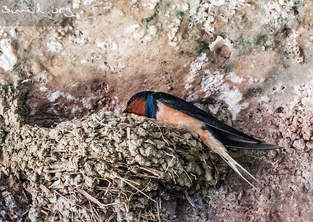 1420 Passerine European Barn Swallow, Kaklik Cave, Turkey Ladusvala