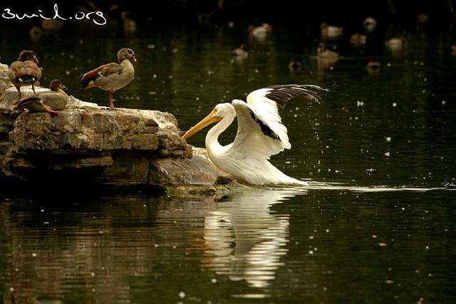 5341 Pelican Egyptian Geese & White Pelican Nilgäss & Hornpelikan, London, UK