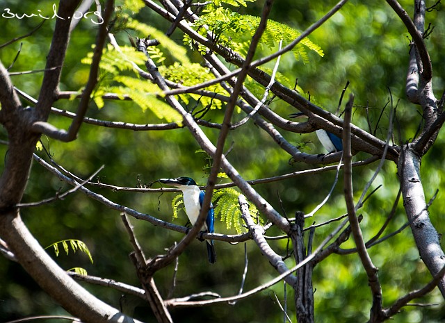 1902 Coraciiformes Forest Kingfisher Bai Xep, Quy Nhon, Vietnam