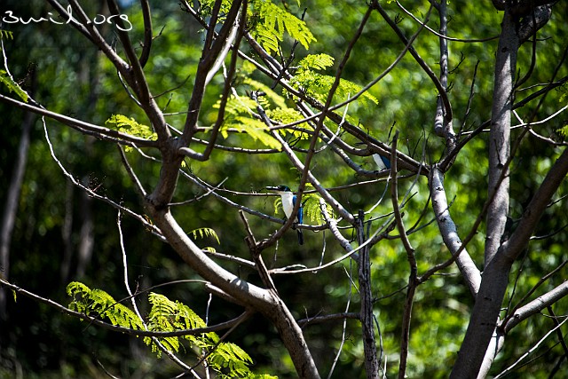 1902 Coraciiformes Forest Kingfisher Bai Xep, Quy Nhon, Vietnam