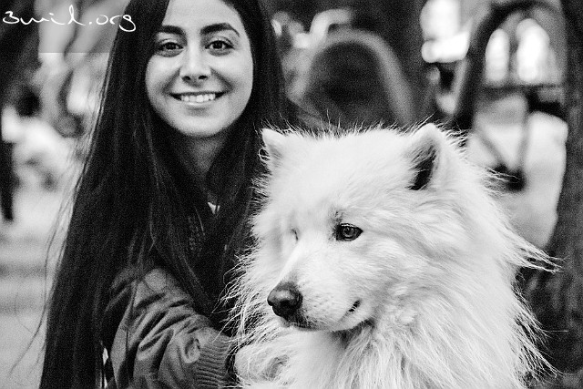 Dog Samoyed Gothenurg, Sweden Niloo with Samoyed dog