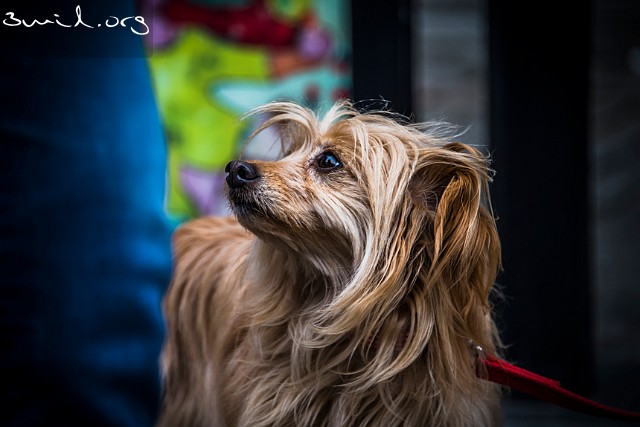 Dog Malla Malla, Spanish Street dog, Gothenburg, Sweden