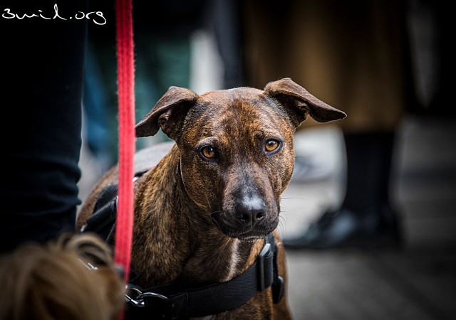 Dog Gothenburg, Sweden Harry, Spanish, Street dog