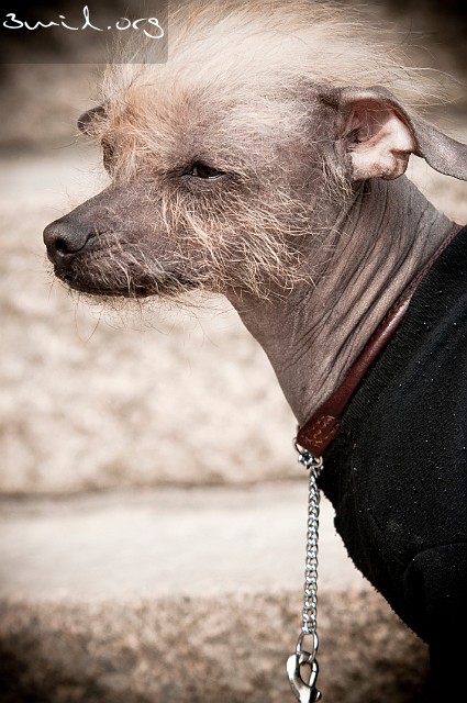 Dog Haga, Gothenburg, Sweden Chinese Crested, hairless breed