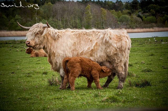 Cow Highland Cattle breed, Välen nature reserve, Askim, Sweden