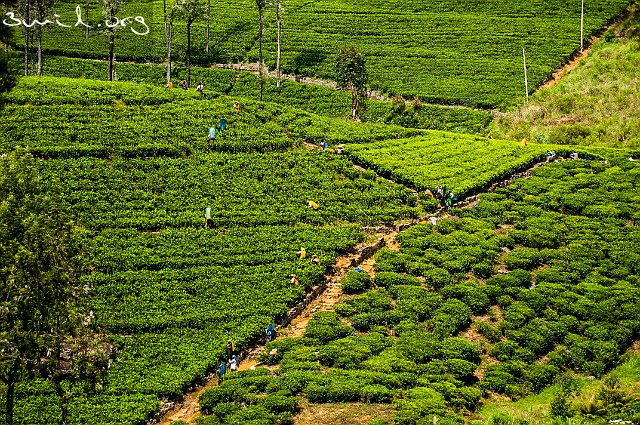 Sri Lanka Tea plants, Sri Lanka