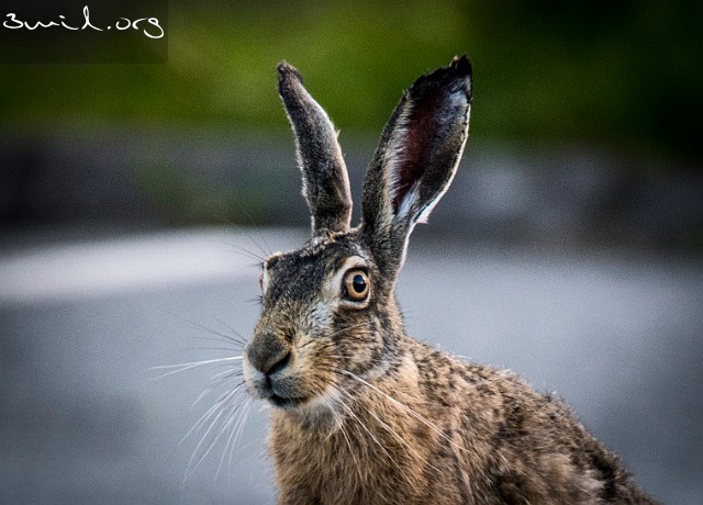 Rabbit Jackrabbit Jackrabbit, V. Frölunda, Sweden