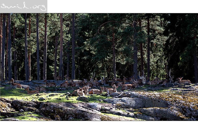 Deer Spotted Deer, Chital, Axis Deer Axishjort, Sweden