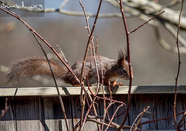 Squirrel Squirrel, Ekorre, Gothenburg, Sweden