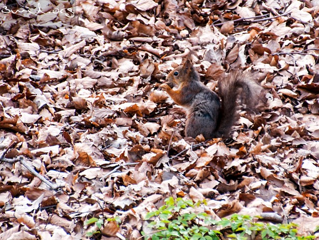 Squirrel Red Squirrel, Ekorre, Slottsskogen, Gothenburg, Sweden
